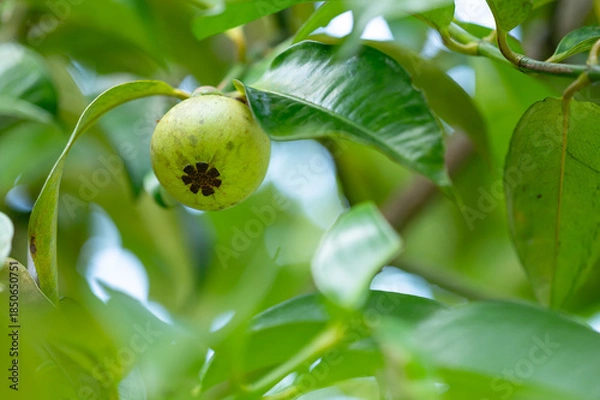 Obraz green mangosteen on a branch