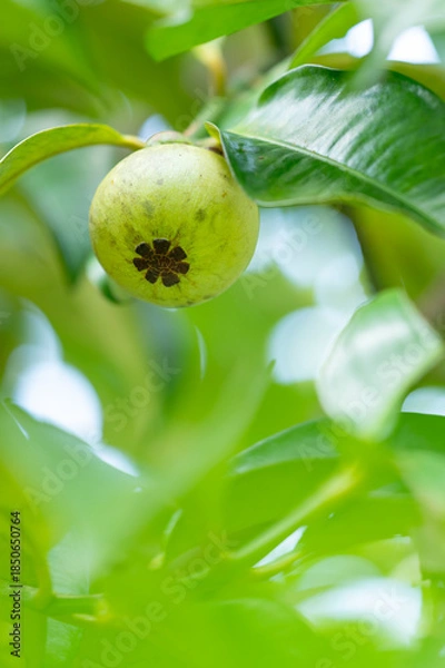 Obraz green mangosteen on a branch