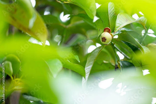 Obraz green mangosteen on a branch