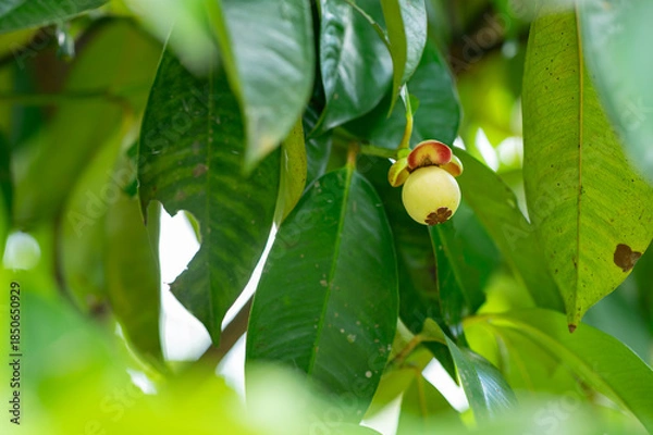 Obraz green mangosteen on a branch