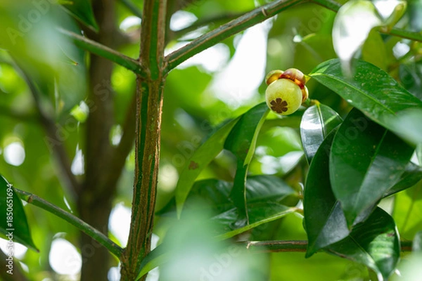 Obraz green mangosteen on a branch