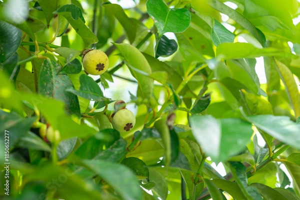 Obraz green mangosteen on a branch