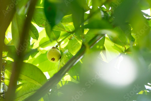Obraz green mangosteen on a branch
