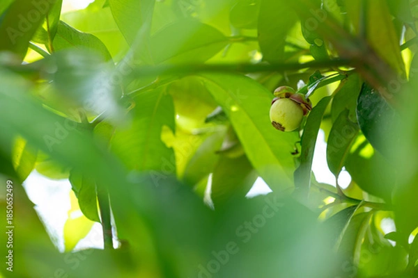 Obraz green mangosteen on a branch