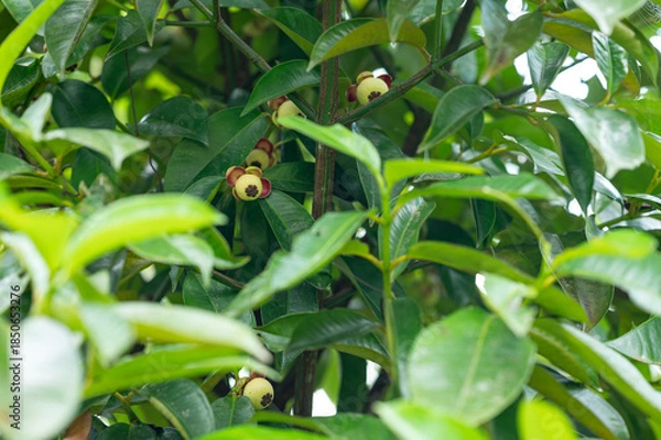 Obraz green mangosteen on a branch