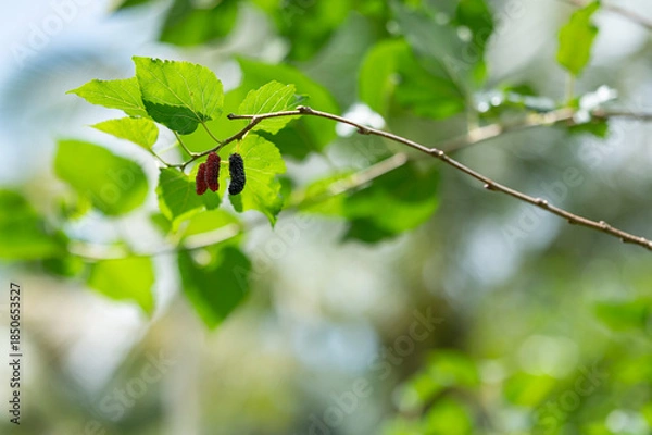 Obraz green mangosteen on a branch