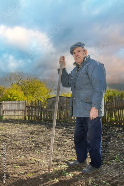 Fototapeta An elderly pensioner cultivates his garden with a hoe in the fall