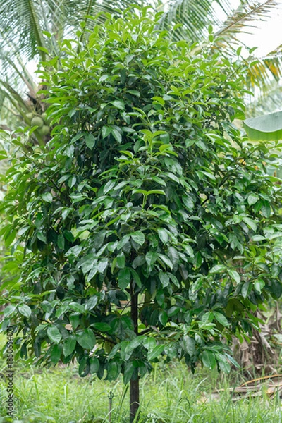 Obraz green mangosteen on a branch