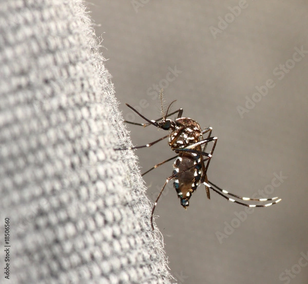 Obraz Aedes albopictus