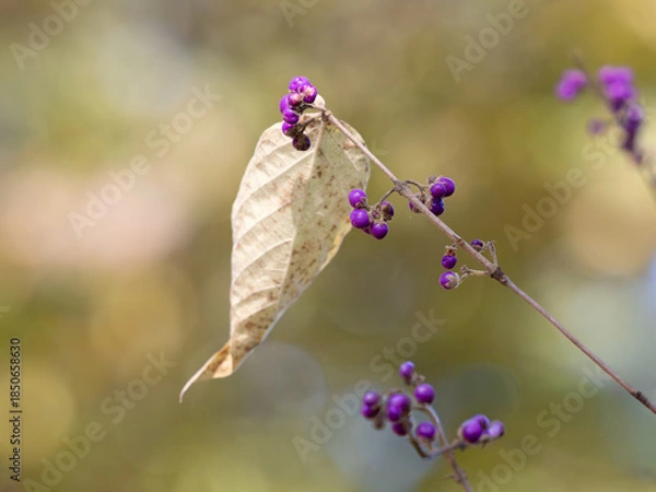 Obraz ヤブムラサキの枯れ葉と実