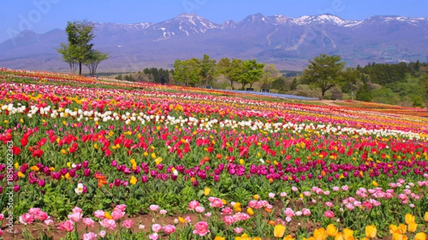 Obraz 那須町　那須フラワーワールドのチューリップ畑