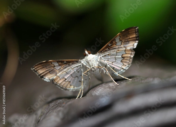 Fototapeta 大理石のような美しい翅デザインのマメノメイガが擬木柵にとまる（自然環境下昆虫類マクロ撮影）