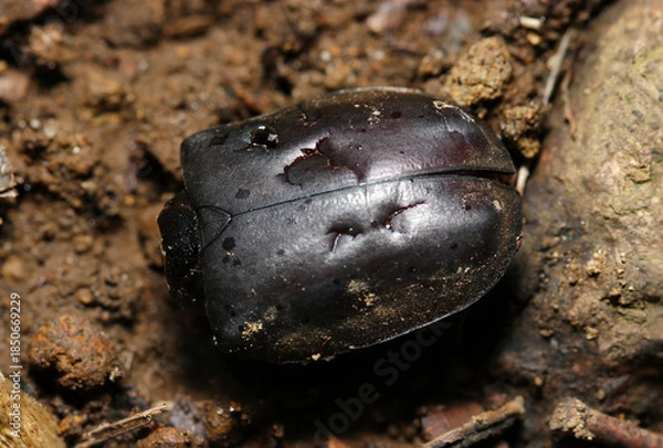 Fototapeta 突っつかれたような傷だらけの死んだカブトムシの上翅甲羅部分（アウトドアフィールド昆虫マクロ撮影）