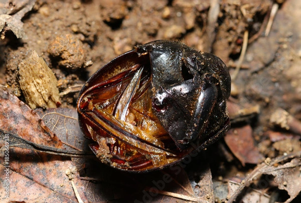 Fototapeta 折りたたまれた後ろ翅の構造が見える食いちぎられたカブトムシの上翅甲羅内部（フィールド昆虫マクロ撮影）
