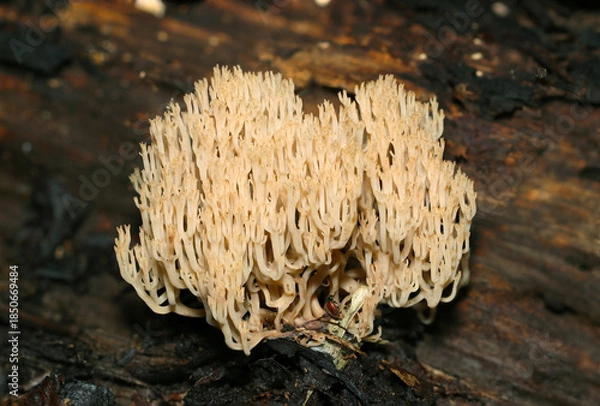 Fototapeta 海に生息するサンゴのようにフサフサと美しいフサヒメホウキタケ属キノコ（自然下菌キノコ類マクロ撮影）