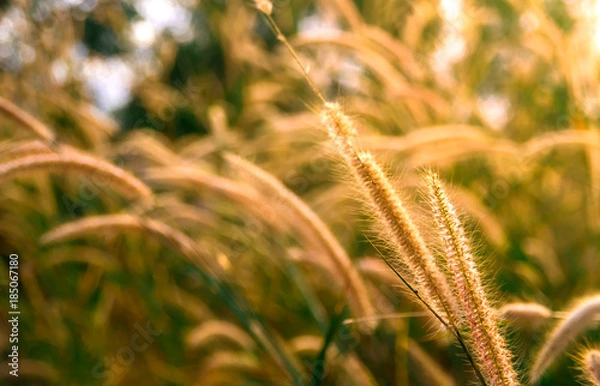 Obraz Grass flowers with soft light morning background
