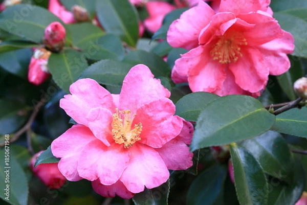 Obraz 初冬に咲いたサザンカ	