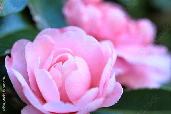 Obraz 初冬に咲いたサザンカ	