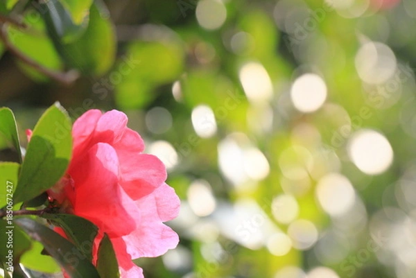 Obraz 初冬に咲いたサザンカ	