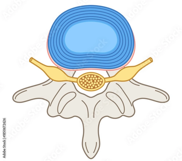 Obraz 椎間板の構造　腰椎椎間板ヘルニア