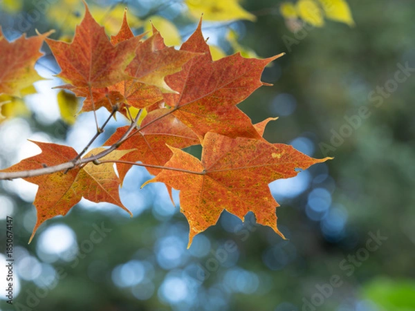 Obraz 奄美カジカエデの紅葉