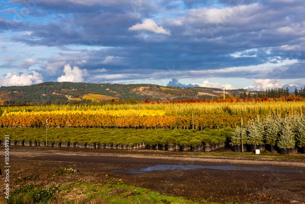 Obraz Plant growth area against dramatic sky