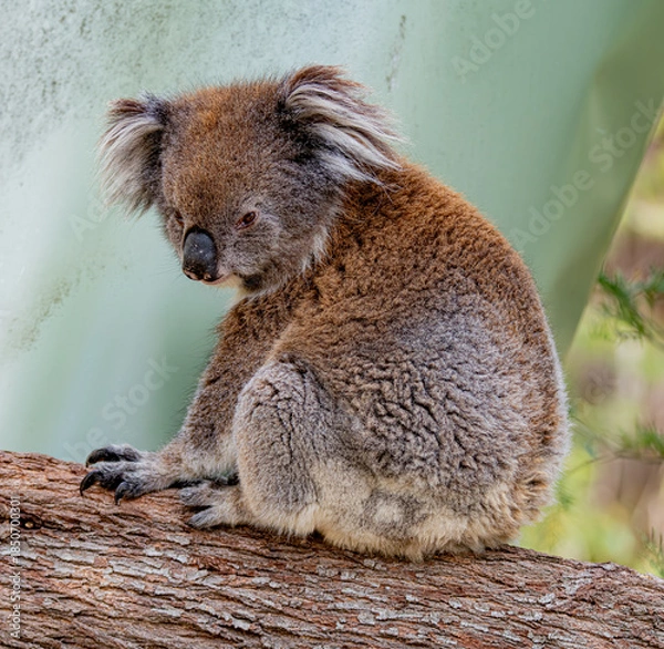 Obraz koala looking at camera