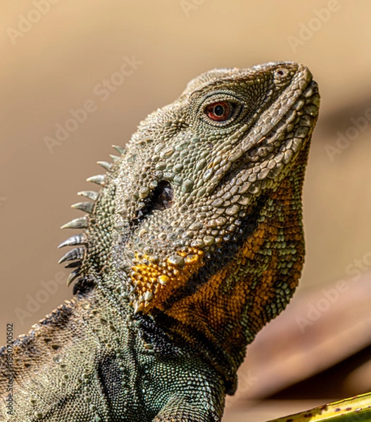 Obraz Water dragon close-up