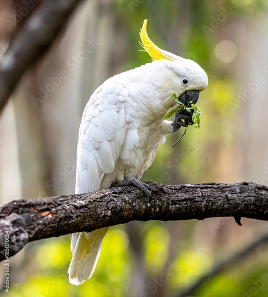 Obraz sulphur crested cockatoo