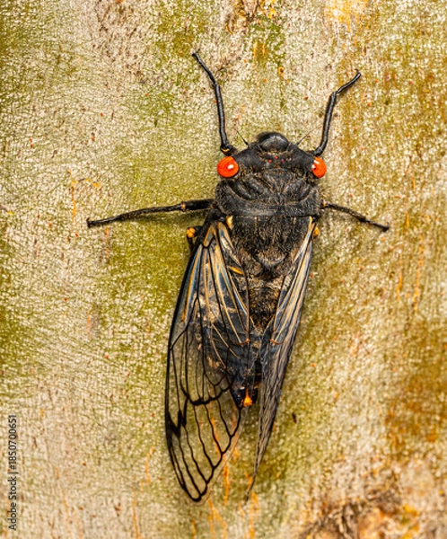 Obraz Black Prince cicada