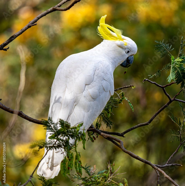 Obraz white cockatoo in the forest