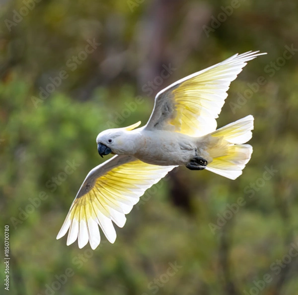 Obraz Cockatoo flying