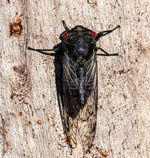 Obraz Cicada
