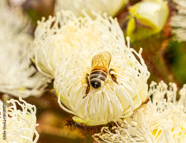 Obraz bee on a flower