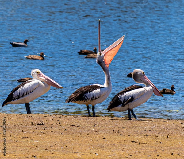 Obraz pelicans on the shore