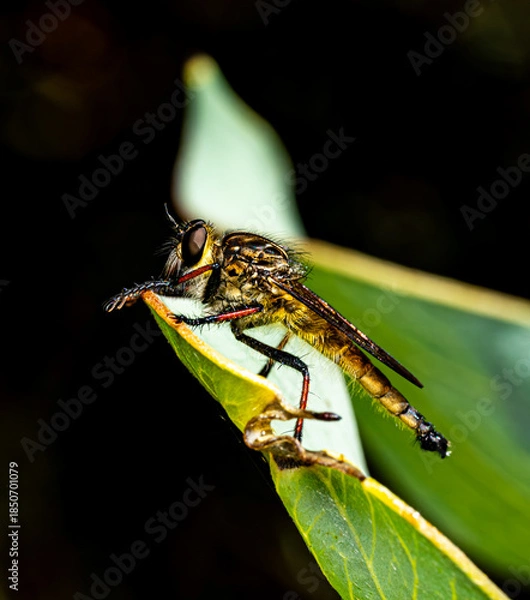 Obraz Robber fly