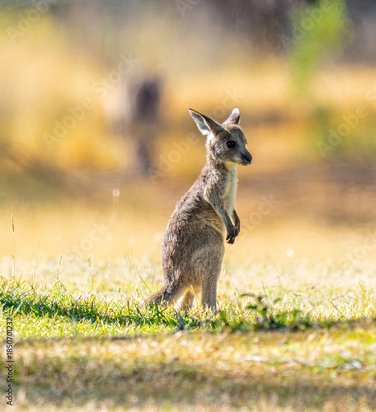 Obraz young kangaroo portrait