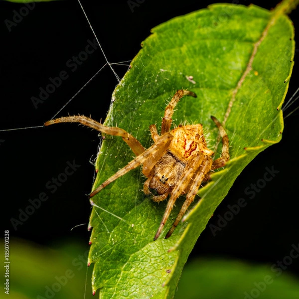 Obraz spider on a leaf
