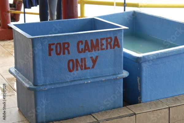 Obraz 水中カメラ洗い場