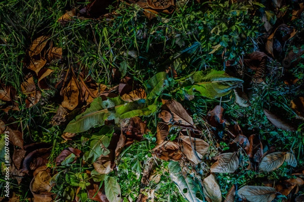 Obraz 안양천 야경 