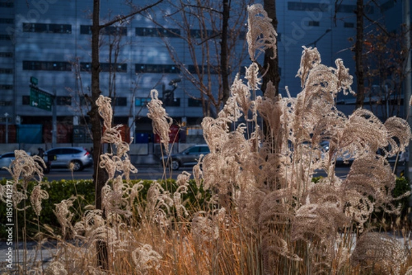 Obraz 거리의 갈대 