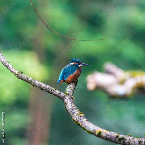 Obraz Ein wunderschöner Eisvogel auf einem Zweig