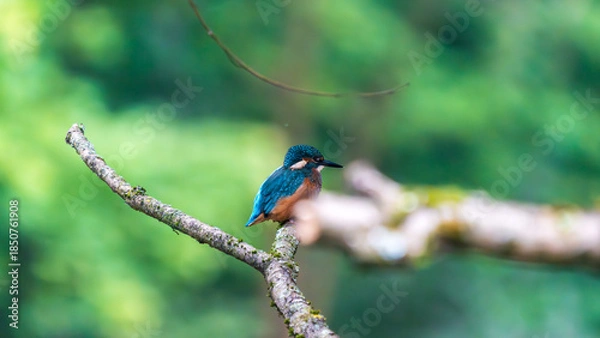 Obraz Ein wunderschöner Eisvogel auf einem Zweig