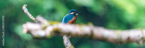 Obraz Ein wunderschöner Eisvogel auf einem Zweig