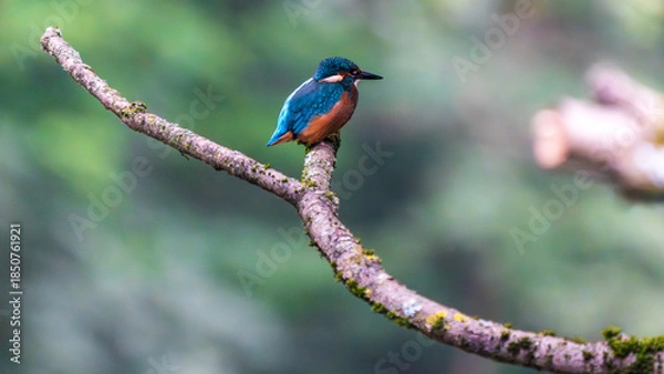 Obraz Ein wunderschöner Eisvogel auf einem Zweig