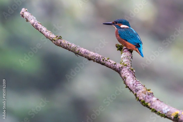 Obraz Ein wunderschöner Eisvogel auf einem Zweig