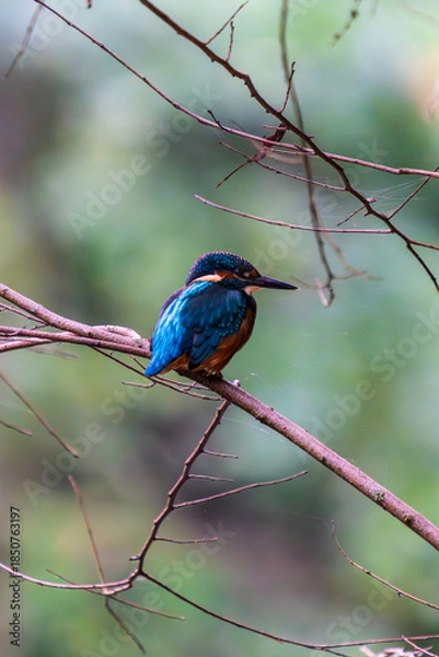 Obraz Ein wunderschöner Eisvogel auf einem Zweig