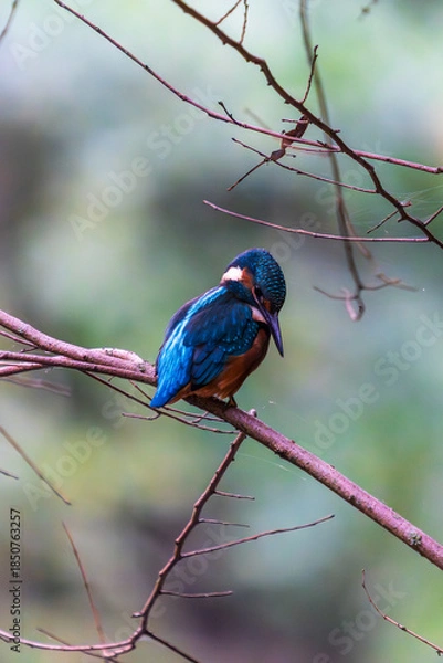 Obraz Ein wunderschöner Eisvogel auf einem Zweig