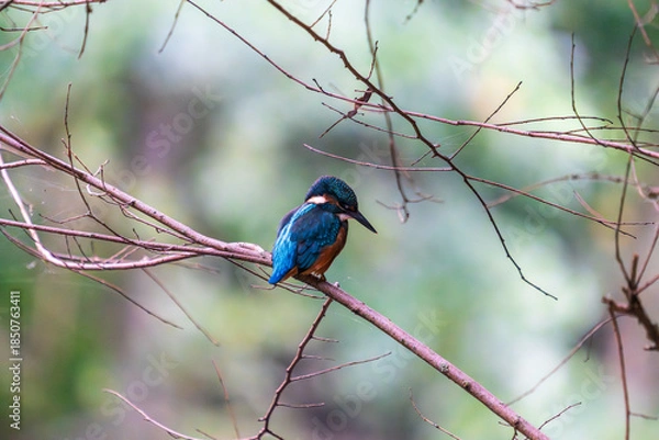 Obraz Ein wunderschöner Eisvogel auf einem Zweig
