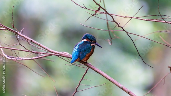 Obraz Ein wunderschöner Eisvogel auf einem Zweig